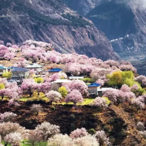 西藏全新马拉松 2025西藏林芝半程马拉松重磅来袭！